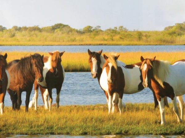 Ponies-Assateague
