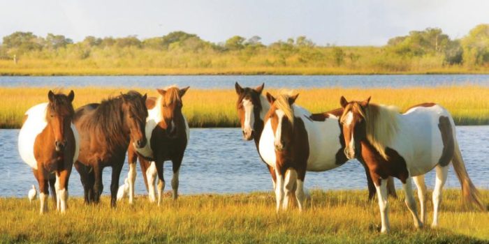 Ponies-Assateague